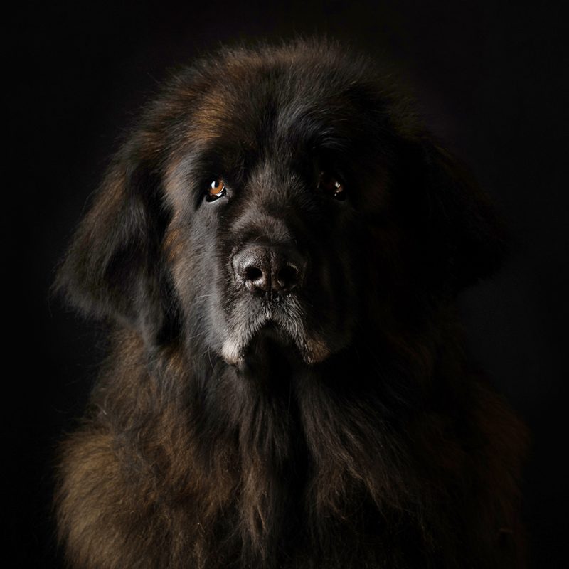 DOG PORTRAITURE CHESTER