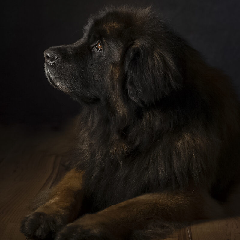 ST BERNARD PROFESSIONAL DOG PHOTOGRAPHY CHESHIRE