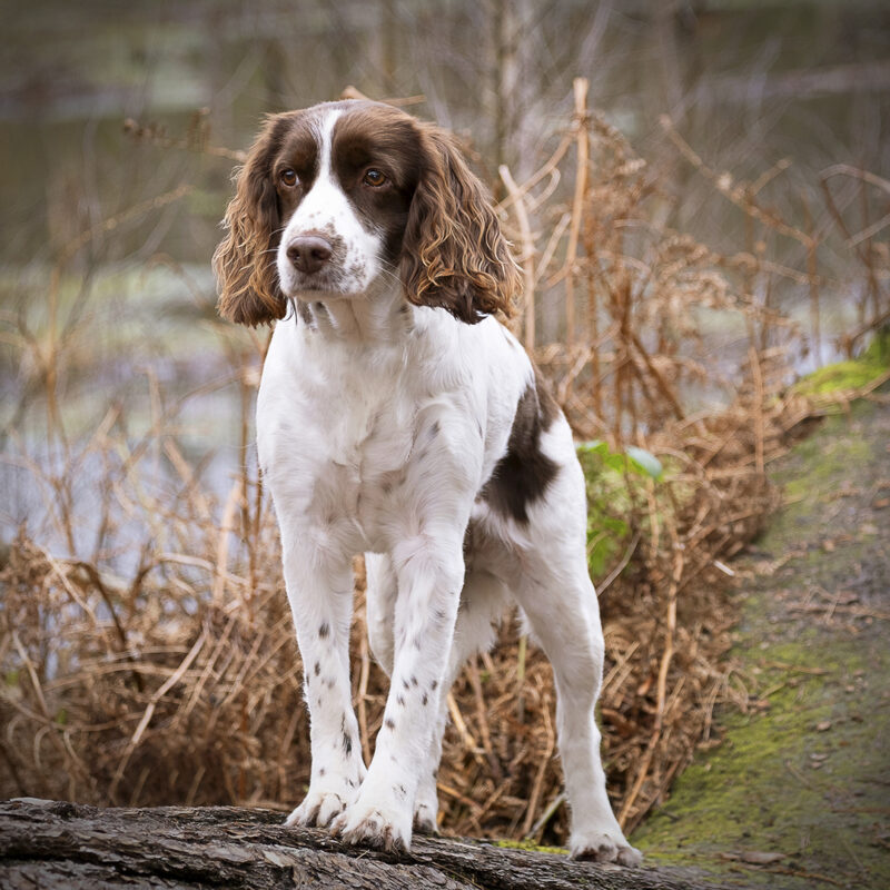 springer spaniel outdoor photography