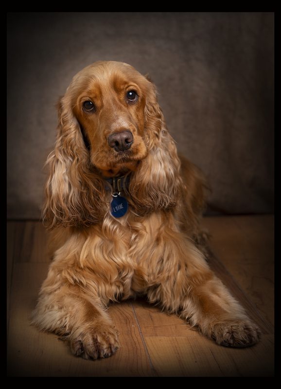 wREXHAM PET PHOTOGRAPHER